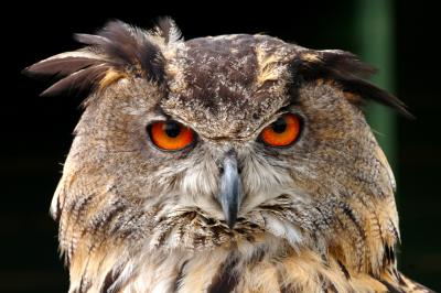 European Eagle Owl Face Closeup