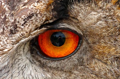 Eagle Owl Eye Stock